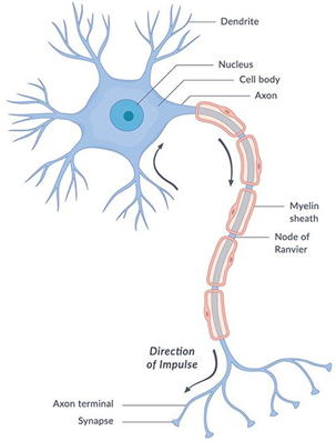 Egy idegsejt felépítése: dendrit, sejtmag, sejttest, axon, myelin-hüvely, Ranvier-befűződés, axonvégződés, szinapszis